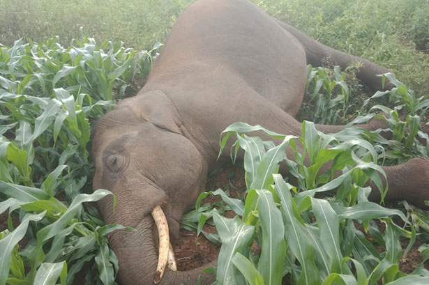 ಜೋಳದ ಹೊಲಕ್ಕೆ ವಿದ್ಯುತ್ ಬೇಲಿ, ಕಾಡಾನೆ ಸಾವು