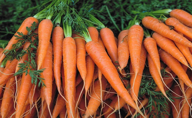 Carrot Benefits: ದಿನವೂ ಕ್ಯಾರೆಟ್​ ತಿನ್ನುವುದರಿಂದ ಇಷ್ಟೆಲ್ಲಾ ಉಪಯೋಗ ಇದ್ಯಾ…!