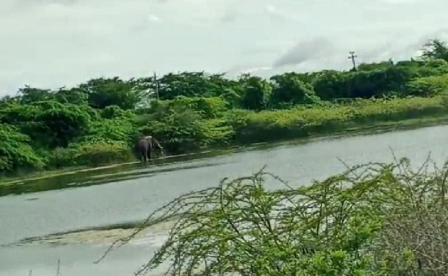 ಚಾಮರಾಜನಗರದಲ್ಲಿ ನಿಲ್ಲದ ಕಾಡಾನೆ ಉಪಟಳ