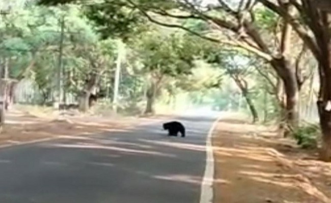 ಕೊಪ್ಪಳ ಜಿಲ್ಲೆಯಲ್ಲಿ ಹೆಚ್ಚಿದ ಕರಡಿಗಳ ಹಾವಳಿ