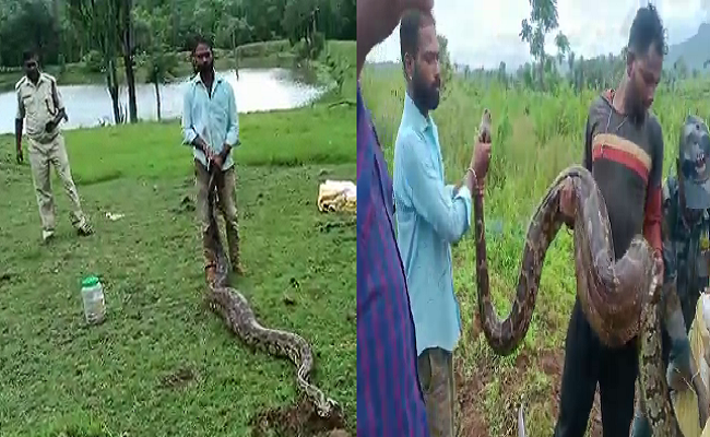 100 ಕೆಜಿಗೂ ಹೆಚ್ಚು ತೂಕದ ಹೆಬ್ಬಾವು ಸೆರೆ