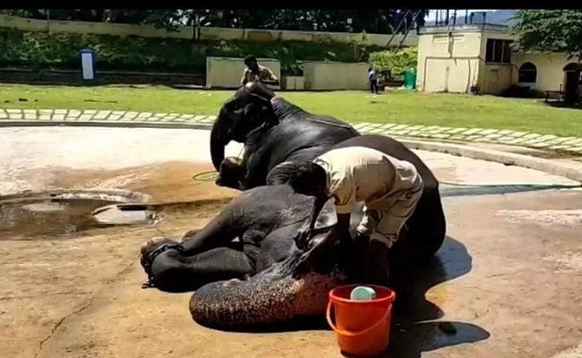 ಮರಿಗೆ ಜನ್ಮ ನೀಡಿದ ದಸರಾ ಲಕ್ಷ್ಮಿಆನೆ