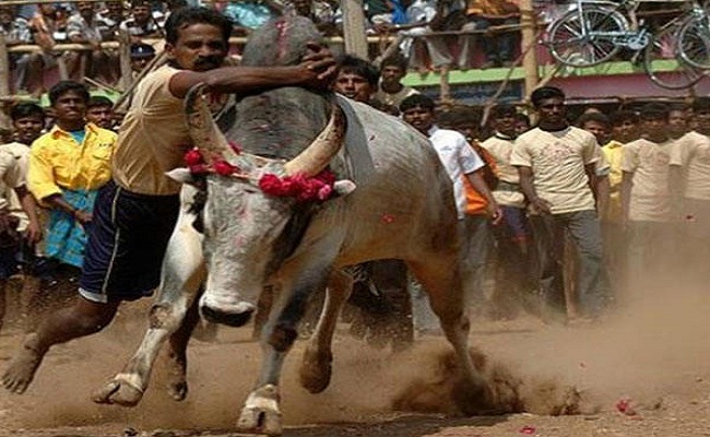 ಮಲೆನಾಡು ಹೋರಿ ಬೆದರಿಸುವ ಹಬ್ಬಕ್ಕೆ ಇಬ್ಬರ ಬಲಿ