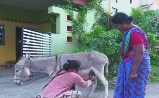 ಗುಮ್ಮಟನಗರಿಯಲ್ಲಿ ಕತ್ತೆ ಹಾಲಿಗೆ ಡಿಮ್ಯಾಂಡ್