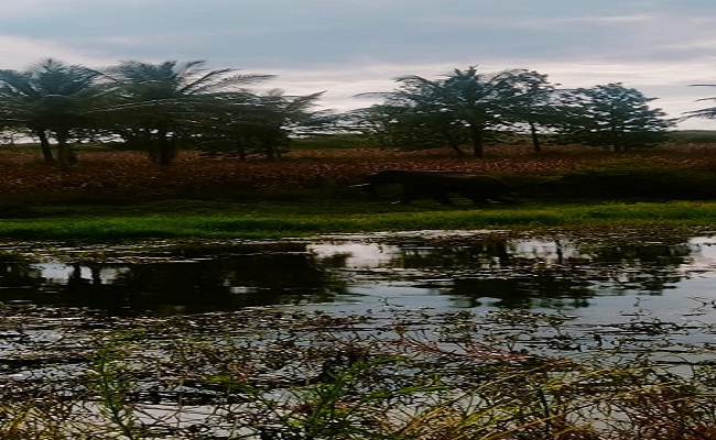 ಕಾಡಾನೆ ದಾಳಿಯಿಂದ ವ್ಯಕ್ತಿಯೋರ್ವನಿಗೆ ಗಂಭೀರ ಗಾಯ