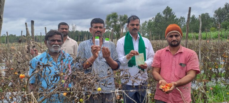 ಬಹುರಾಷ್ಟ್ರೀಯ ಕಂಪೆನಿ ಕೀಟನಾಶಕಕ್ಕೆ 20 ಲಕ್ಷ ಟೊಮೊಟೊ ಬೆಳೆ ನಾಶ: ರೈತ ಕಂಗಾಲು!