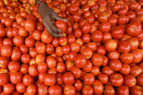 Tomato Prices : ಇಳಿಮುಖ ಕಂಡ ಟೊಮೆಟೊ ಬೆಲೆ