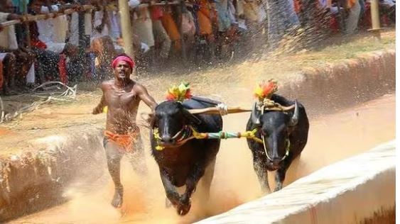 ಅರಮನೆ ಮೈದಾನದಲ್ಲಿ ಇಂದು, ನಾಳೆ ಐತಿಹಾಸಿಕ ಕಂಬಳ ಕಲರವ 