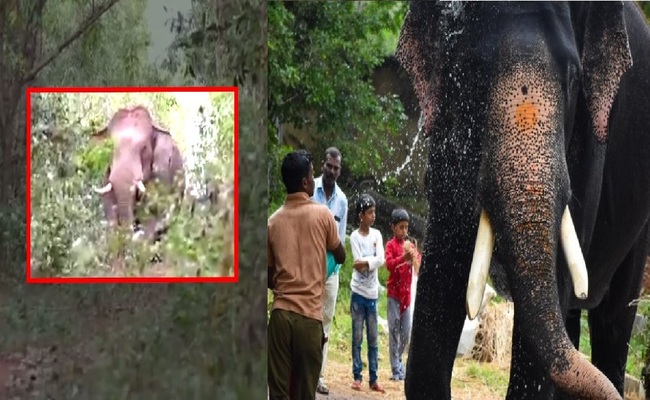 ರಕ್ತ ಸೋರುತ್ತಿದ್ರೂ ಏಕಾಂಗಿಯಾಗಿ ಕಾದಾಡಿದ್ದ ‘ಅರ್ಜುನ’ : ಕೊನೆ ಕ್ಷಣದ ವಿಡಿಯೋ ವೈರಲ್