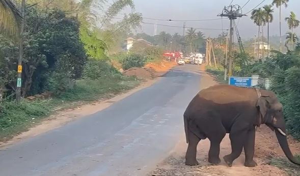 Elephant attack: ಕಾಡಾನೆ ದಾಳಿಗೆ ರೈತ ಬಲಿ 