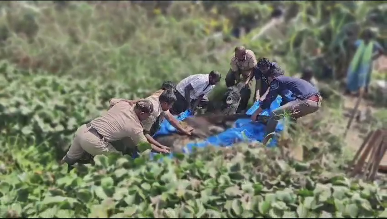 ಕೊಳಚೆ ನೀರಿನಲ್ಲಿ ಸಿಲುಕಿದ ಹಸು: ಅಗ್ನಿಶಾಮಕ ಸಿಬ್ಬಂದಿ ಯಶಸ್ವಿ ಕಾರ್ಯಾಚರಣೆ!