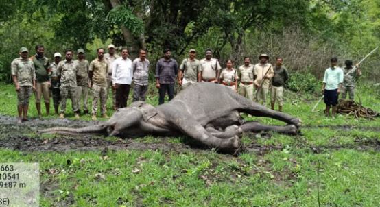 ಕೆರೆಯ ಬಳಿ ಅಸ್ವಸ್ಥಗೊಂಡು ಬಿದ್ದಿದ್ದ ಆನೆ ಸಾವು