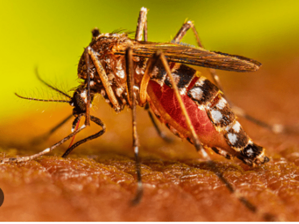 ಮಹಾಮಾರಿ ಡೆಂಘೀಗೆ ಶಿವಮೊಗ್ಗದಲ್ಲಿ ಮಹಿಳೆ ಬಲಿ