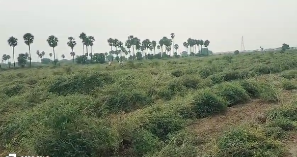 ಅಣ್ಣ ತಮ್ಮಂದಿರ ಜಗಳದಲ್ಲಿ ಲಕ್ಷಾಂತರ ಮೌಲ್ಯದ ತೊಗರಿ ಬೆಳೆ ನಾಶ