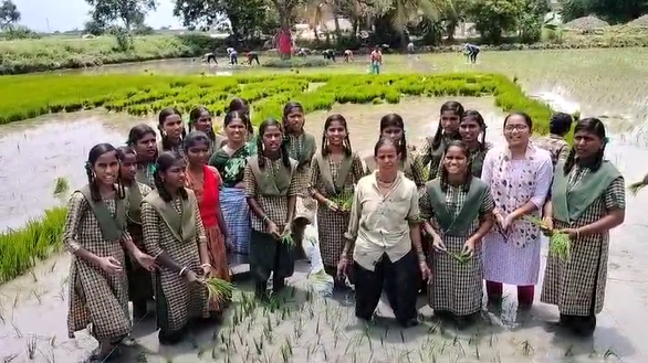 ಭತ್ತ ಬೆಳೆದು ಮಾದರಿಯಾದ ಸರ್ಕಾರಿ ಶಾಲಾ ವಿಧ್ಯಾರ್ಥಿನಿಯರು