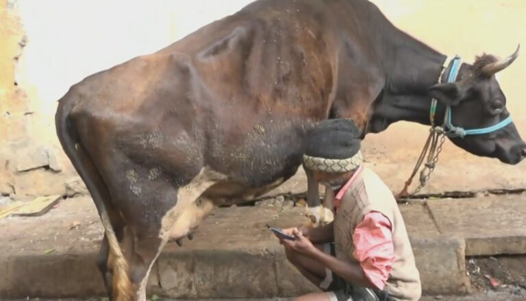 ಕಾಮಧೇನುವಿನ ಕೆಚ್ಚಲು ಕೊಯ್ದ ದುರುಳರು : ಸಂಸದ ಪಿ.ಸಿ ಮೋಹನ್​ ಸೇರಿದಂತೆ ಹಲವರಿಂದ ಆಕ್ರೋಶ !