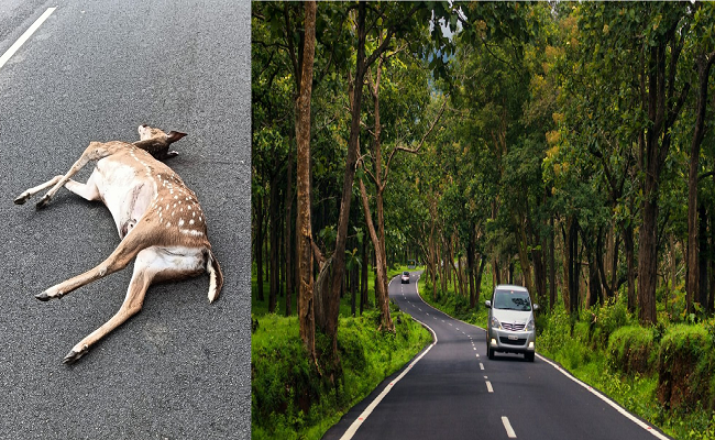 ರಸ್ತೆ ದಾಟುತ್ತಿದ್ದ ಜಿಂಕೆ ಕಾರ್​ ಡಿಕ್ಕಿಯಾಗಿ ಸಾ*ವು : ಆರೋಪಿಯನ್ನು ವಶಕ್ಕೆ ಪಡೆದ ಅರಣ್ಯಾಧಿಕಾರಿಗಳು !